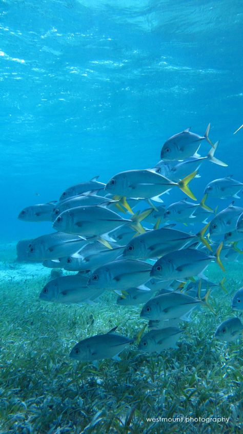 Belize beneath the sea Travel Belize, Underwater Beauty, Belize Beach, Belize Resorts, Sea Pictures, Beneath The Sea, Under The Water, World Water, Belize Travel