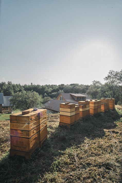 Immerse yourself in the vibrant world of buzzing bees during a sunny summer day. This captivating photo captures the essence of hardworking bees as they transport delicious honey from modern beehives made of polyurethane foam. Experience the warmth and joy of the season, as bees contribute to nature's delicate harmony. Close your eyes and let your imagination take flight with the sounds of buzzing wings and the aroma of sweet, golden honey. Honey Farm, Sunny Summer Day, Buzz Bee, Golden Honey, Close Your Eyes, Polyurethane Foam, Summer Day, Bee Hive, Your Eyes