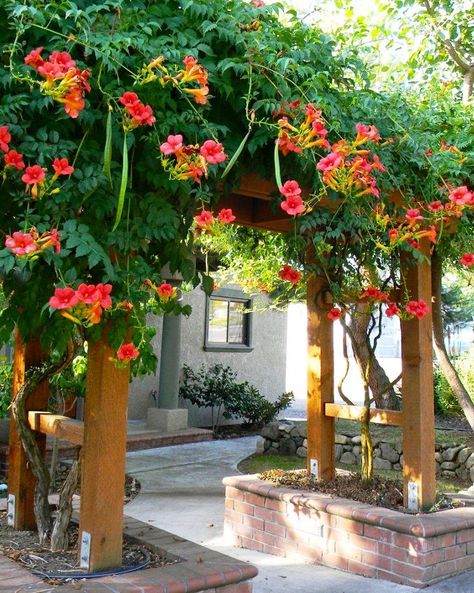 How to Grow Trumpet Vine - Watters Garden Center Fast Growing Vines, Vine Trellis, Climbing Flowers, Growing Vines, Pergola Swing, Trumpet Vine, Garden Vines, Flowering Vines, Climbing Plants