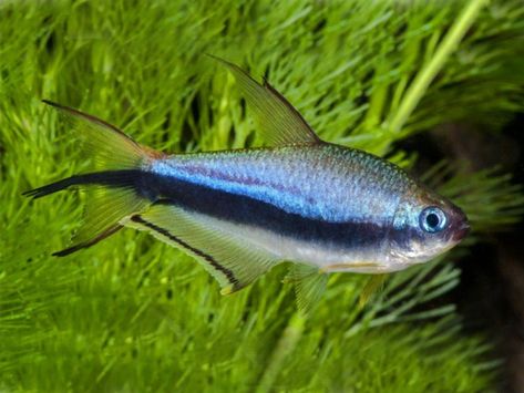 Emperor Tetra, Tetra Aquarium, Tetra Fish, Marine Fish, Aquatic Plants, Freshwater Fish, South American, The Fish, Tropical Fish