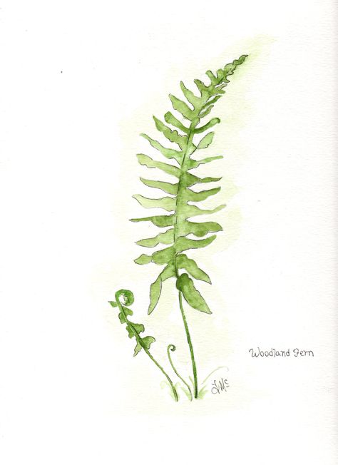 Fern Painting Watercolor, Painting Of Ferns, Watercolour Ferns Leaves, Woodland Plants Illustration, Woodland Watercolor Painting, How To Paint Ferns, How To Draw Ferns, Watercolor Ferns Paintings, Ferns Painting