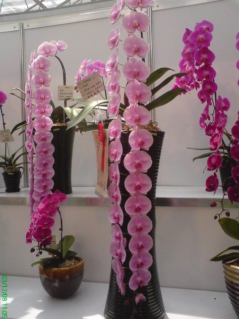 Indoor Orchids, Orchid Plant Care, Orchid Photo, Vanda Orchids, Orchid Show, Orchid Garden, Exotic Orchids, Orchids Garden, Phalaenopsis Orchid