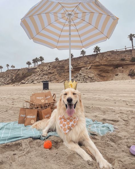 How to host a dog friendly birthday party! Packing list, goody bags, and more! Dog Beach Birthday Party, Dog Beach Party, Dog Birthday Ideas, Party At The Park, Birthday Party At Park, Excited Dog, Park Birthday, Beach Birthday Party, Beach Party Decorations