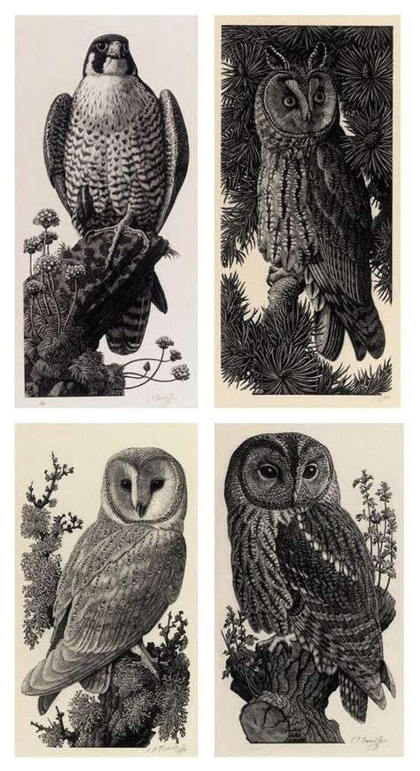 Owl Scientific Illustration, Charles Tunnicliffe Illustrations, Scientific Illustration Animals, Charles Tunnicliffe, Vintage Animal Illustration, Tawny Owl, Animal Illustration Art, Peregrine, Scientific Illustration