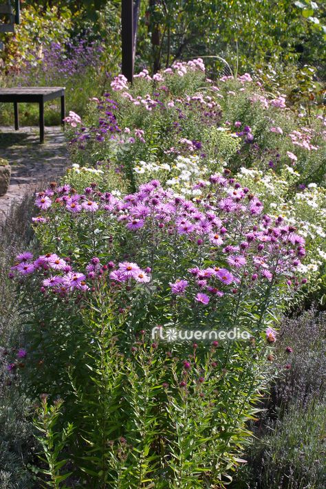 New England Aster, Scientific Name, Garden Photography, Perennial Garden, Picture Library, Flower Photos, Flower Pictures, A Garden, Garden Plants