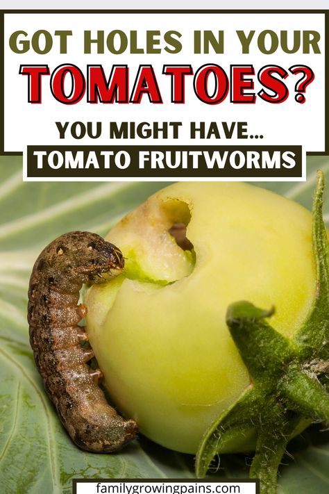 Tomato Plant Diseases, Tomato Worms, Tomato Disease, Grow Onions, Tomato Fruit, Insect Eggs, Planting Fruit Trees, Landscaping Backyard, Plant Pests