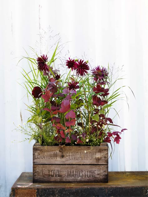 Gardens Illustrated, Marsala Pantone, Sarah Price, Summer Gardens, Decoration Buffet, Plant Containers, Container Planting, Crate Ideas, Container Ideas