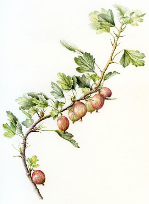 Gooseberries | von Normandy Fleur Gooseberry Tree, Sketchbook Nature, Grape Drawing, Wilderness Tattoo, Gooseberry Plant, Botany Art, Wildflower Drawing, Watercolor Markers, Vintage Botanical Prints