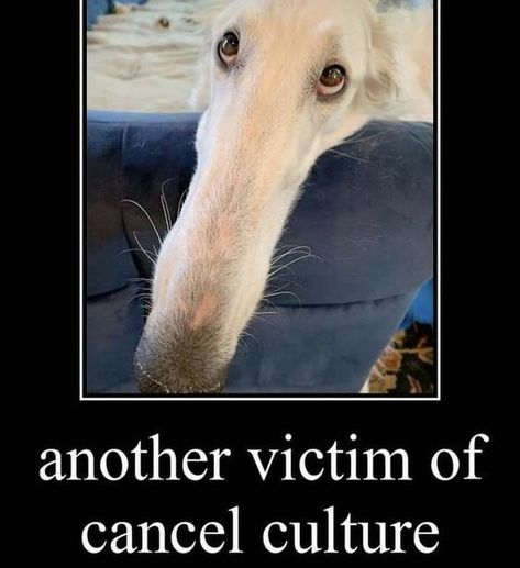 Long Snout Dogs, Borzoi Dog, Ugly Dogs, Goofy Dog, Silly Dogs, White Dog, Silly Animals, Dog Memes, Funny Me