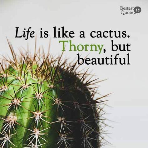 41 Funny Cactus & Succulent Quotes (That’ll Grow On You) – BestestQuote Quotes About Cactus, Succulent Quotes, Cactus Quotes, Harvest Ideas, Plant Quotes, Cloud Artwork, Cactus Patch, Growing Quotes, Funny Cactus