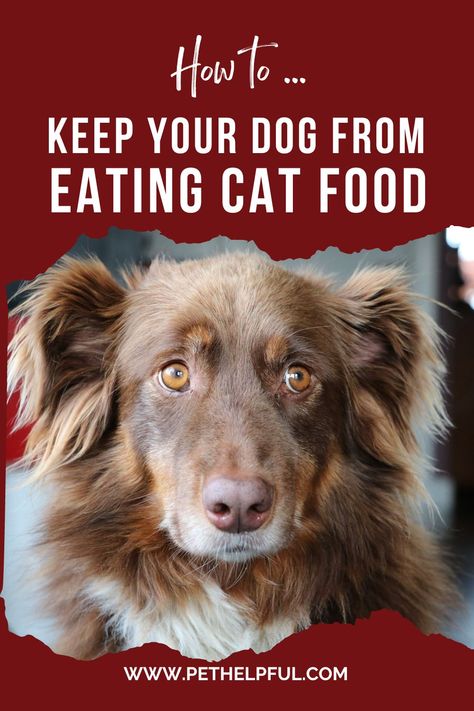 Keeping your dog from eating your cat's food is crucial because it can cause serious health problems, such as obesity, pancreatitis, digestive upset, and nutrient imbalance. Learn why dogs are tempted by cat food, the health risks, and four practical tips to prevent it. Hide Cat Food From Dog, What Food Can Cats Eat, Foods Safe For Cats, Homemade Cat Food For Kidney Health, When Do Kittens Start Eating Food, Can My Dog Eat That?, Dog Food Brands, Cat Dishes, Homemade Dog Food