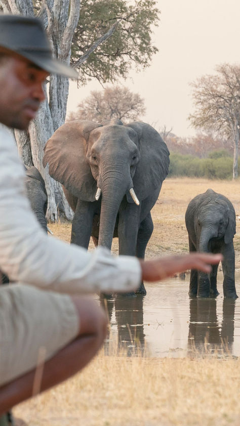 Experience the untamed beauty of Zambia like never before with a thrilling walking safari. Witness majestic elephants roaming the plains, encounter herds of graceful antelope and catch a glimpse of elusive predators in their natural habitat. Zambia Safari, The Untamed, Emerald Necklace, Zambia, Habitat, National Park, Emerald, Walking, Travel