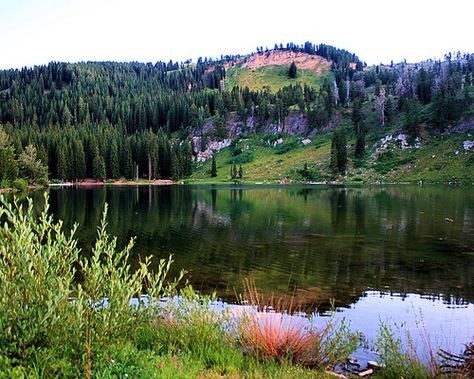 Tony Grove Lake  The other address of Heaven. Logan Utah, Land Of The Free, Peaceful Places, Walking In Nature, Go Camping, Camping & Hiking, Places Ive Been, Utah, Wild Flowers