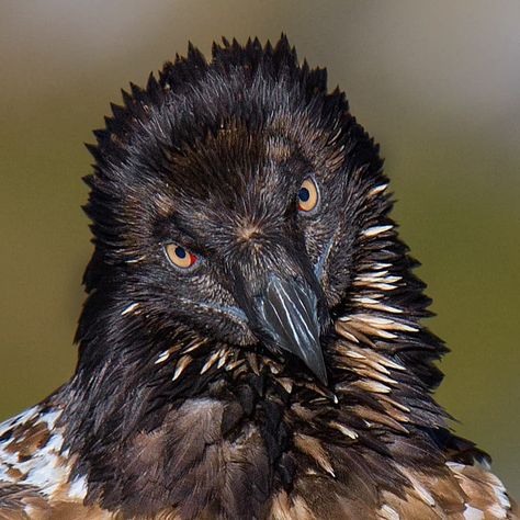 Aditya Chavan on Instagram: “Name : Bearded vulture also known as lammergeier Location: Chopta Uttarakhand India #india #nif…” Vulture Aesthetic, Vulture Feather, Marvel Vulture, Vulture Illustration, Birding Quotes, Chopta Uttarakhand, Vulture Skull, Vulture Tattoo, Vulture Marvel