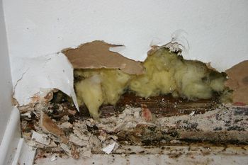 Best Mold-Busting Tips For Lazy Cleaners Signs Of Termites, Flood Damage, Mold Remediation, Shocking Facts, Mold Growth, Mold Remover, Stud Walls, Water Damage, Drywall