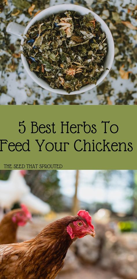 Discover the 5 best herbs to feed your chickens for great eggs and a healthy flock. Herbs For Chickens, Homestead Animals, Live Chicken, Laying Chickens, Chicken Care, Echinacea Tea, Chicken Keeping, Backyard Chicken Farming, Chicken Health