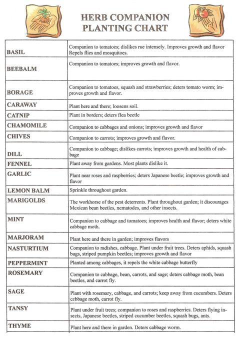 herb-companion-planting-chart-herbal-gardens-15550890 by Fawn85w via Slideshare Herb Companion Planting, Biodynamic Gardening, Planting Chart, Companion Planting Chart, Companion Planting Vegetables, Companion Gardening, Garden Companion Planting, Tattoo Plant, Growing Tomatoes In Containers