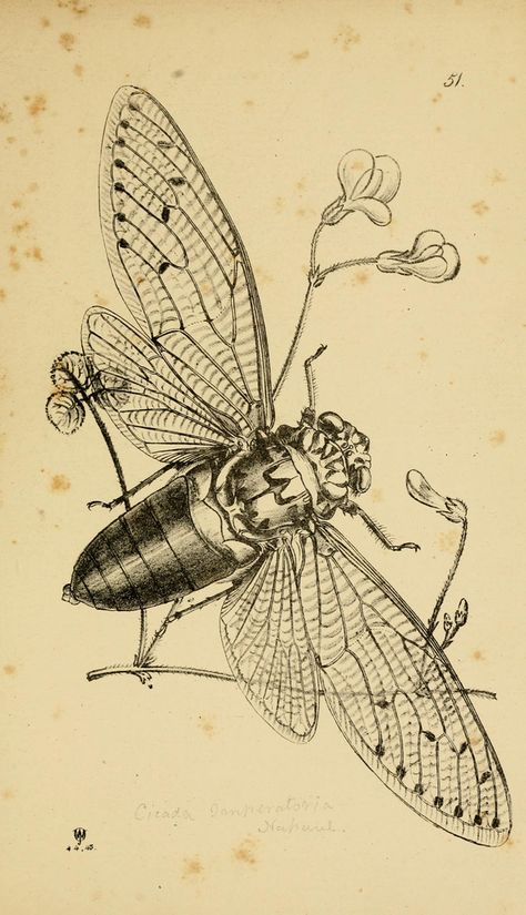 Westwood's illustration of a Pomonia imperatoria in Arcana entomologica biodiversitylibrary.org/page/24695685 Animal Scientific Illustration, Scientific Illustration Botanical, Scientific Illustration Vintage, Insect Tattoos, Cicada Tattoo, Apis Mellifera, Scientific Drawing, Bug Art, Insect Art