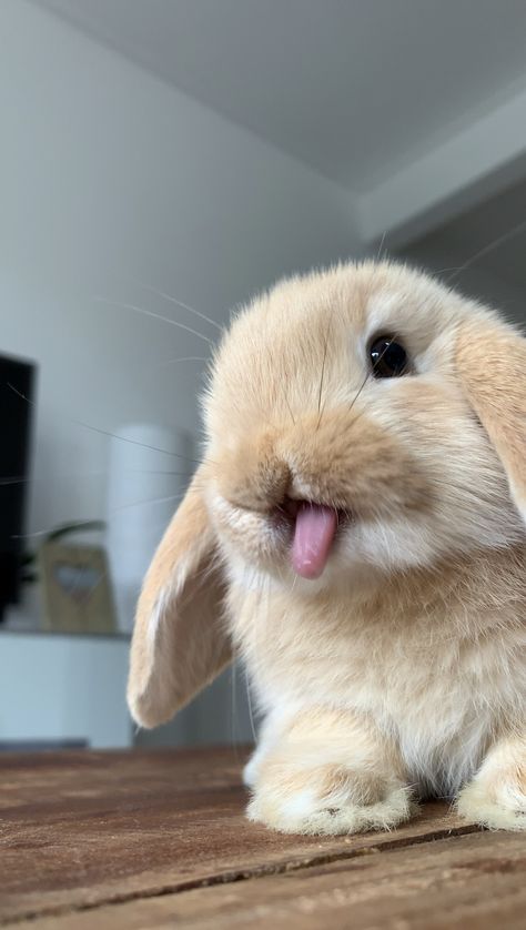 Cute Lop Bunnies, Lion Lop Bunnies, Pet Bunny Aesthetic, Mini Lop Bunny, Holland Lop Bunny, Mini Lop Bunnies, Lionhead Bunny, Holland Lop Bunnies, Pet Bunny Rabbits