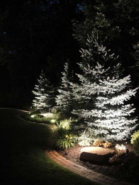 Uplighting evergreen trees Uplighting Landscaping, Pine Tree Lights Outdoor, Up Lighting Trees, Uplighting Trees, Tree Up Lighting Landscape, Up Lighting Landscape Trees, Evergreen Trees Landscaping, Tree Uplighting, Tree Uplighters Landscape Lighting