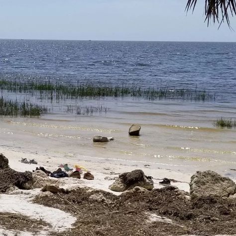 10 things to do at St. Marks National Wildlife Refuge Read www.travelsouthernstates.com #naturephotography #travelblogger #floridaphotographer #wildlife #travel #nature #wildlife #florida #hiking #fishing #birdwatching #photography #wildlifeconservation #conservation #fauna #plantlife #canonphotography Florida Hiking, Jeff Vandermeer, Wildlife Travel, Southern States, Nature Wildlife, Travel Nature, Wildlife Conservation, Birdwatching, Canon Photography