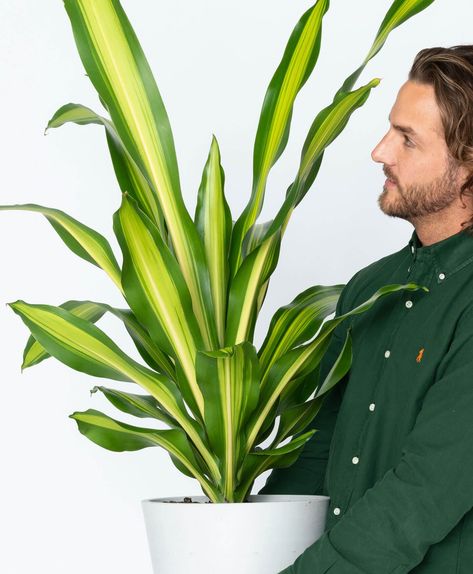 Dracaena 101: How to Care for Dracaenas | Bloomscape Dracena Plant Care, Dracaena Plant Care, Dracena Plant, Marginata Plant, Dracaena Sanderiana, Plant Care Guide, Dracaena Plant, Plant Light, Plant Care Houseplant