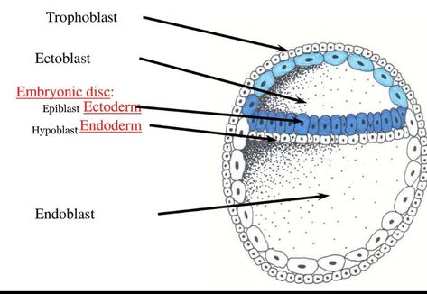 Embryology Notes, Basic English Sentences, Medical Tools, Dental Hygiene School, Medicine Notes, Dental Anatomy, Basic Anatomy And Physiology, Vet Medicine, Medical Student Motivation