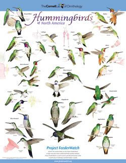 Hummingbirds of North America. Free download via Cornell University. Hummingbird Poster, Bird Science, Elf Owl, Birds Poster, America Poster, Bird Identification, Bird Feeding, Bird Poster, Humming Bird Feeders