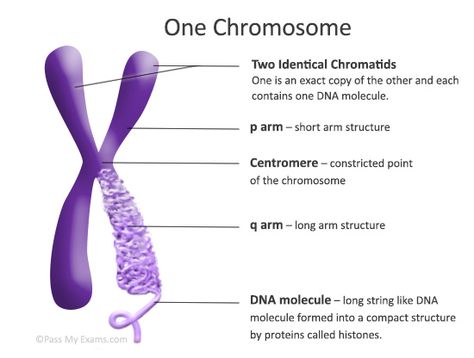 chromosomes Chromosome Structure, Molecular Genetics, Study Biology, Biology Classroom, Biology Facts, Medical Student Study, Ap Biology, Biology Lessons, Teaching Biology