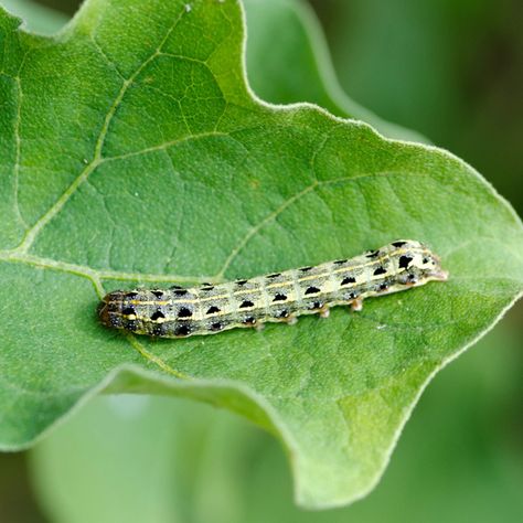 cutworm Aphid Control, Slugs In Garden, Organic Insecticide, Squash Bugs, Squash Plant, Organic Pesticide, Garden Bugs, Plant Pests, Japanese Beetles