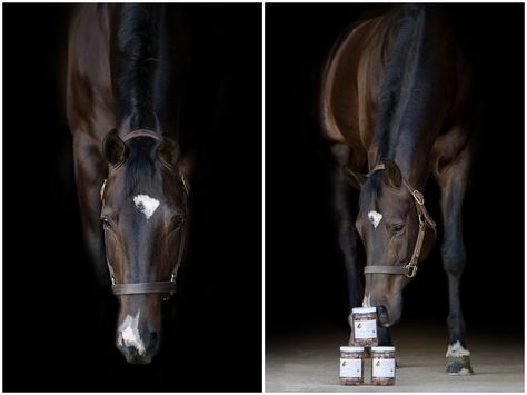 Commercial product photography and lifestyle shoot for Charleigh’s Cookies horse treats and *new* dog treats! Horse Product Photography, Commercial Product Photography, S Cookies, Horse Food, Lifestyle Shoot, Tack Shop, Dog Photoshoot, Horse Treats, Product Shoot