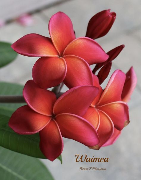 Waimea Plumeria | Amazing flowers, Beautiful flowers, Most beautiful flowers Bulbous Plants, Hawaii Flowers, Flower Pot Design, Plumeria Flowers, Most Beautiful Flowers, Hawaiian Flowers, Exotic Plants, Exotic Flowers, Flower Beauty