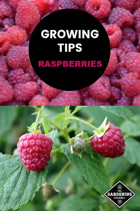 Growing Raspberries, Raspberry Plants, Berry Garden, Berry Plants, Berry Bushes, Zone 5, Growing Tips, Veg Garden, Dry Creek