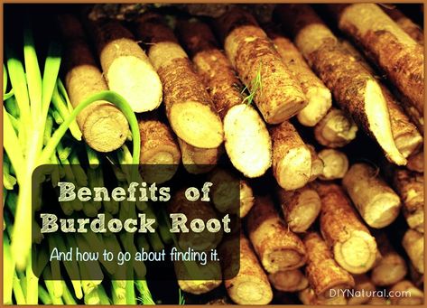 Burdock root benefits are numerous and exciting, especially since you can usually harvest it for free. Learn what it's good for and how to go about getting some. Burdock Root Benefits, Herbs For Sleep, Burdock Root, Herbal Apothecary, Herbal Healing, Wild Food, How To Go, Healing Herbs, Alternative Health