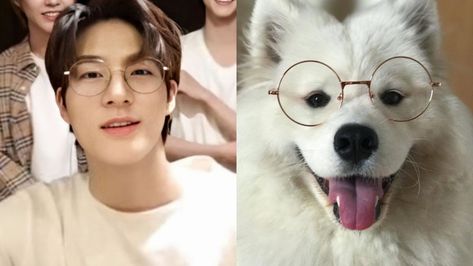 Jeno Samoyed, Jeno And Samoyed, Nct Dream, Nct, Dogs