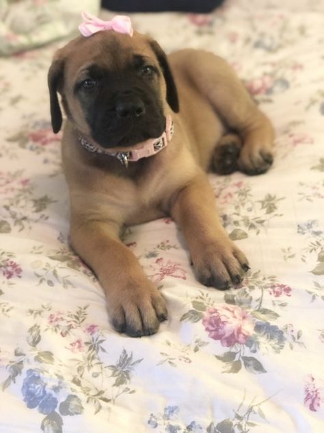 Old English Mastiff | Petzlover Baby Parakeets, Winter Springs Florida, Old English Mastiffs, Mastiff Breeds, Heeler Puppies, Springs Florida, Red Heeler, English Mastiff, Abyssinian