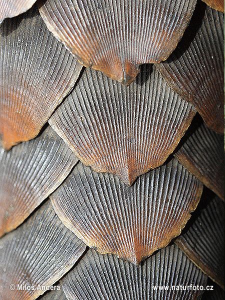 Ground Pangolin African Pangolin, Pangolin Art, Ground Pangolin, Wildlife Pictures, Texture Inspiration, Animal Skin, Anaconda, Patterns In Nature, Nature Design