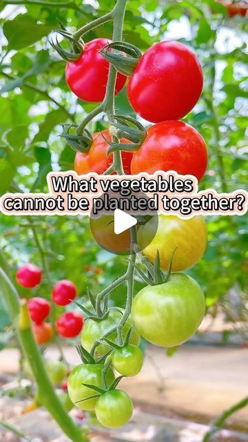 Planting Cucumbers, Planting Veggies, Planting Garden, Vegetables Garden, Tomato Cucumber, Vegetable Garden Diy, Gardening 101, Grow Together, Edible Garden