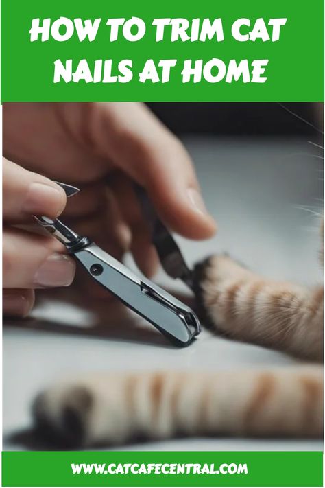 😺✂️ Say goodbye to scratched furniture! Learn how to trim your cat's nails at home with these easy tips! #CatGrooming #DIYCatCare How To Trim Your Cats Nails, Clipping Cat Nails, Cats Nails, Trim Cat Nails, Hypoallergenic Cats, Diy Cat Toys, Furniture Scratches, Cat Care Tips, Cat Nails