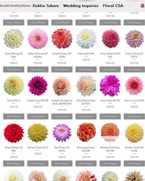 Bountiful Brookfield Blooms on Instagram: "Our dahlia tuber sale is less then a week away! We are still in the process of adding additional varieties to the website bountifulbrookfieldblooms.com  There are now over 200 varieties to choice from on February 25 at 4 pm (AST)." Dahlia Varieties, Dahlia Tattoo, Dahlia Flower, 4 Pm, Favorite Flowers, Flower Farm, The Process, Dahlia, Plants