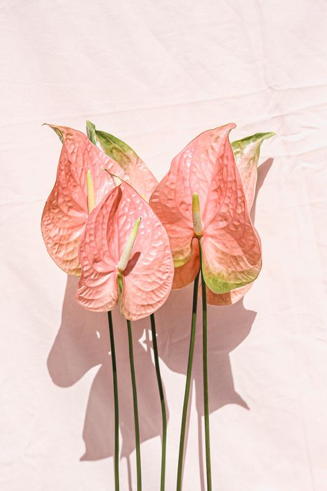 Anthurium Photography, Anthurium Wedding, Anthurium Arrangement, Pink Anthurium, Anthurium Flower, Flamingo Flower, Garden Chic, Elegant Bouquet, Light Pink Flowers