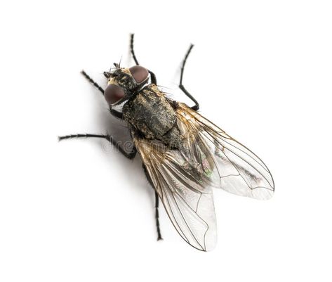 Dirty Common housefly viewed from up high, Musca domestica. Isolated on white #Sponsored , #AFFILIATE, #AFFILIATE, #housefly, #Dirty, #Isolated, #viewed House Fly, Animal Infographic, Fly Drawing, Fly Control, Shoo Fly, Fly Guy, Horse Fly, Flying Insects, Insect Art