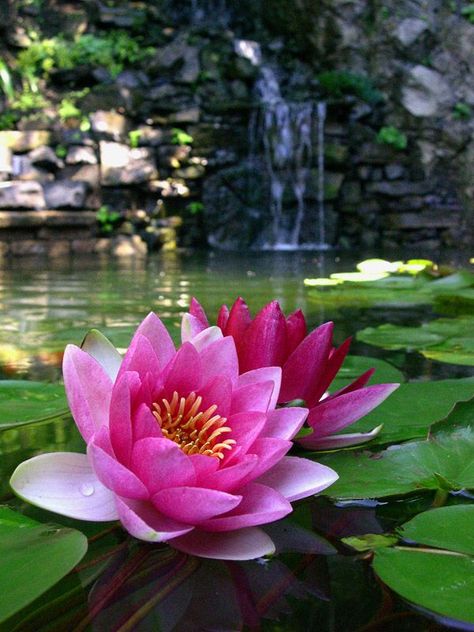 Lovely Waterlily Photography, Lotus Flower Photography, Tanaman Air, Lotus Flower Pictures, White Lotus Flower, Lily Lotus, Prințese Disney, Water Lilly, Flower Landscape