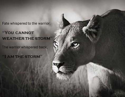 Be a Lioness Lioness Spirit Animal Meaning, Tigress Quotes, Lioness Meaning, Lioness Aesthetic, Queen Lioness, Storm Warrior, Discipline Wallpaper, Lioness Quotes, Powerful Sayings