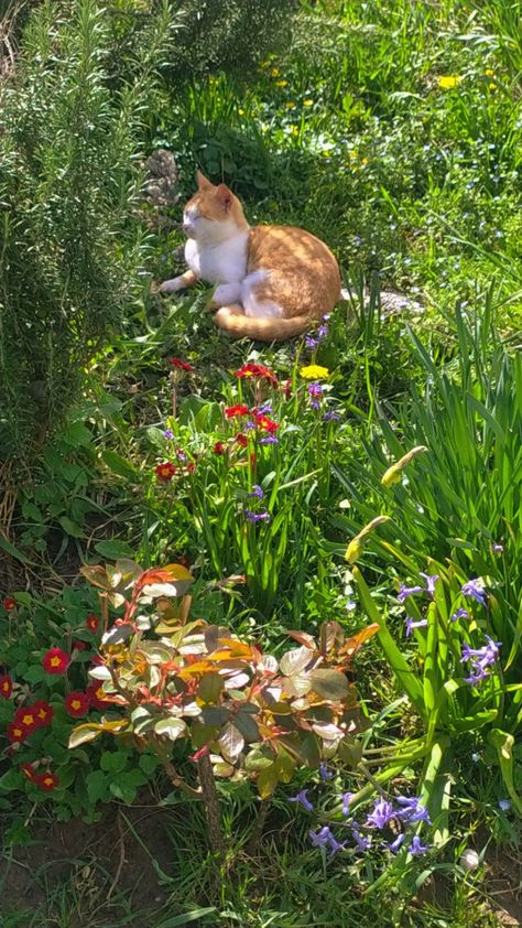 Spring Cat Wallpaper, Cat In Meadow, Cats In Nature, Cat In Nature, Cat Cottagecore, Spring Cats, Cottagecore Cat, Spring Cat, Cottagecore Nature