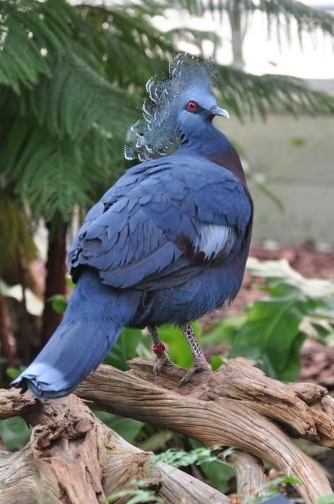 Victoria Crowned Pigeon, Crowned Pigeon, Endangered Birds, Wood Pigeon, Flying Birds, Blue Birds, Super Cute Animals, Funny Birds, New Guinea