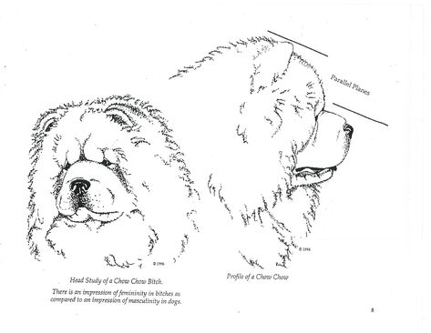 Chow Chow Tattoo, Dog Wallpaper, Chow Chow, Lettering Fonts, Screen Shot, Journal Ideas, Tatting, Chloe, Cricut