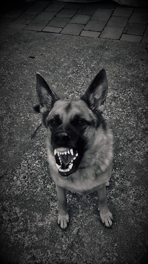 My what nice teeth you have......  Black and white shot of German Sheperd Dog bark and growl training. Growling Dog Aesthetic, Scary Dog Aesthetic, German Shepherd Wallpaper, Dog Aesthetic Black And White, German Shepherd Dark Aesthetic, Dog Growling, Teeth Aesthetic, Growling German Shepherd, German Shepherd Photos