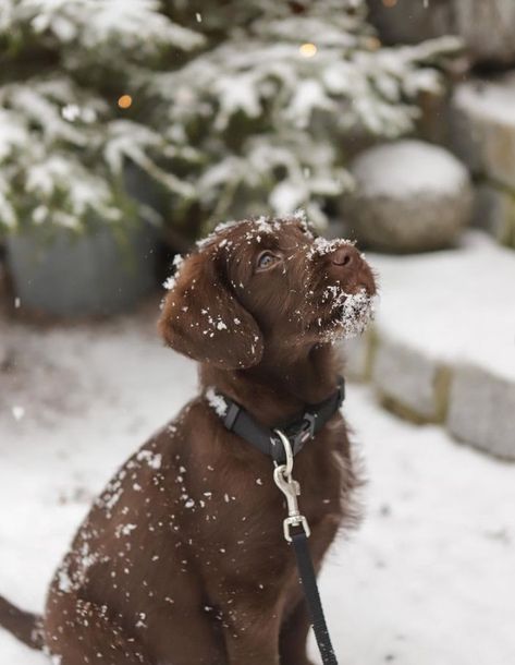 Chocolate Lab Puppy, Simple Is Beautiful, Chocolate Lab Puppies, Rural Lifestyle, Nature Vintage, White Nature, Lab Puppy, Lab Puppies, Rustic Cottage