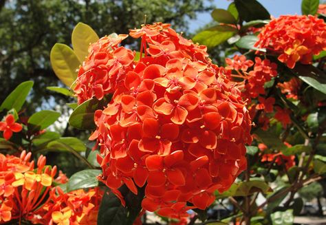 Red-Orange Hydrangeas Flower Ground Cover, Ground Cover Garden, Hydrangea Orange, Climbing Hydrangea Vine, Orange Hydrangeas, Red Paper Flowers, Hydrangea Vine, Budget Flowers, Decorations On A Budget